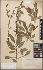 Foto von Salix caprea L. x Salix purpurea L.